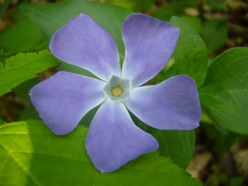 Fiori da identificare